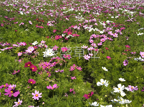 波斯菊