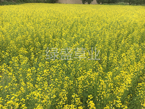 觀賞型油菜花