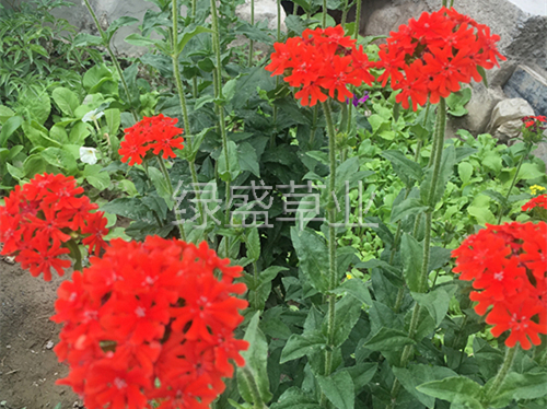 剪秋蘿